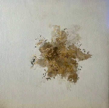 Saltwater Gold | Paper Print